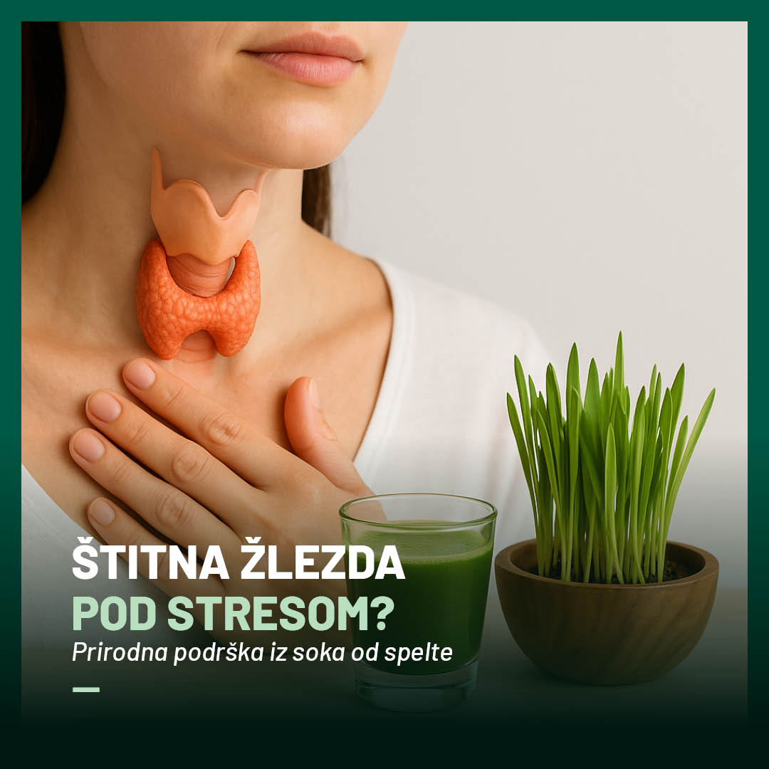 stitna zlezda